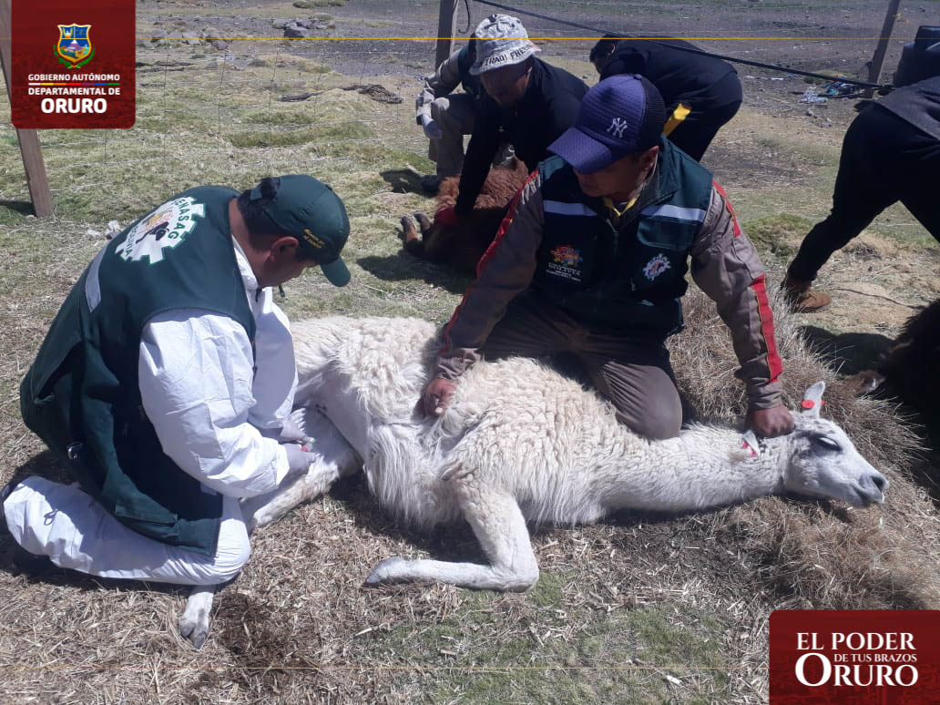 Analisis de sangre a camelidos