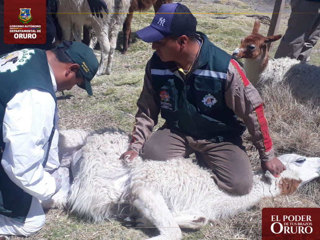 Analisis de sangre a camelidos