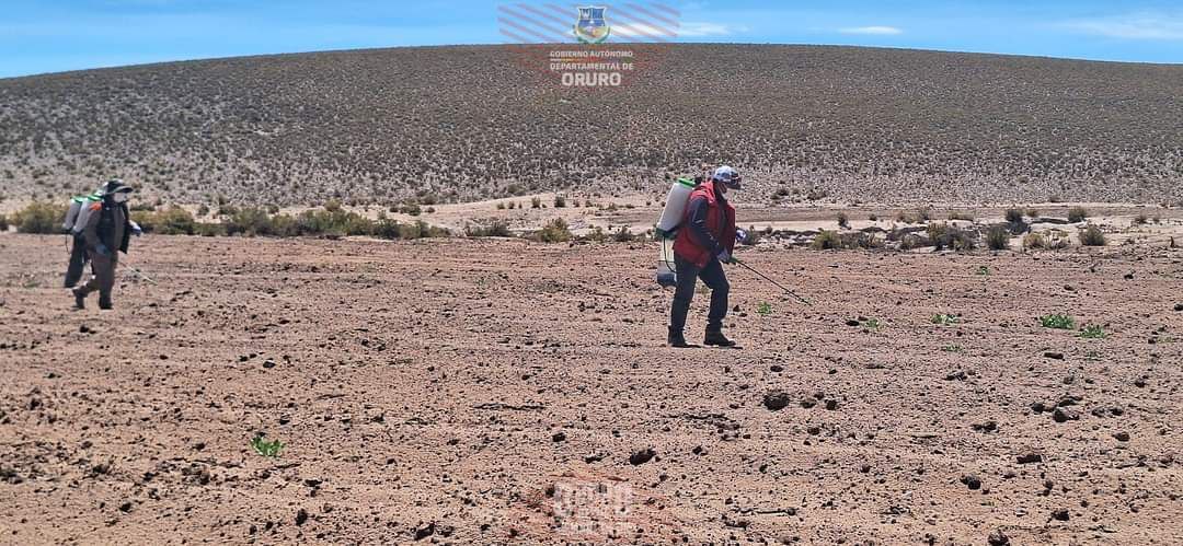 El Proyecto Mejoramiento de la Producción de quinua Mediante Bioinsumos en 14 Municipios del Departamento de Oruro, del Servicio Departamental Agropecuario (SEDAG) y el Servicio Nacional de Sanidad Agropecuaria (SENASAG), llevaron a cabo la campaña de fumigación en la Comunidad de Cotaña, del municipio de Salinas de Garci Mendoza.