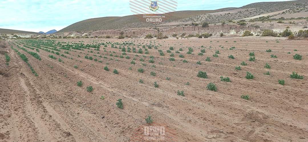 El Proyecto Mejoramiento de la Producción de quinua Mediante Bioinsumos en 14 Municipios del Departamento de Oruro, del Servicio Departamental Agropecuario (SEDAG) y el Servicio Nacional de Sanidad Agropecuaria (SENASAG), llevaron a cabo la campaña de fumigación en la Comunidad de Cotaña, del municipio de Salinas de Garci Mendoza.